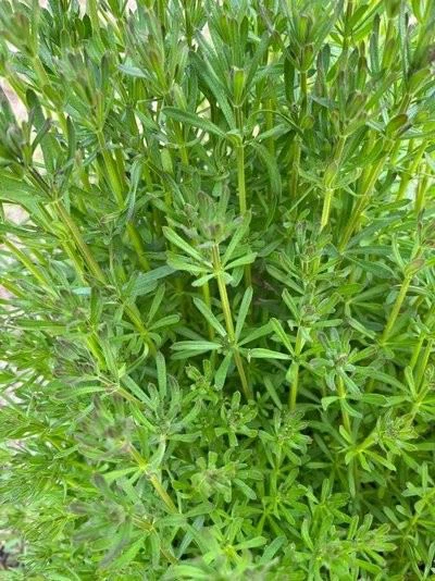 Herbicide Tribenuron-methyl 75%WDG CAS 101200-48-0 For Wheat Fields