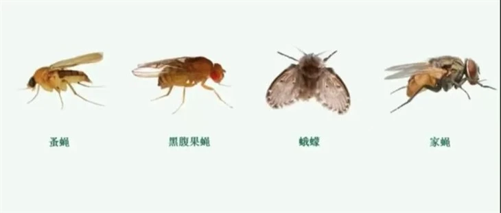 combat pests