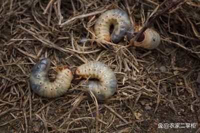 Control pests