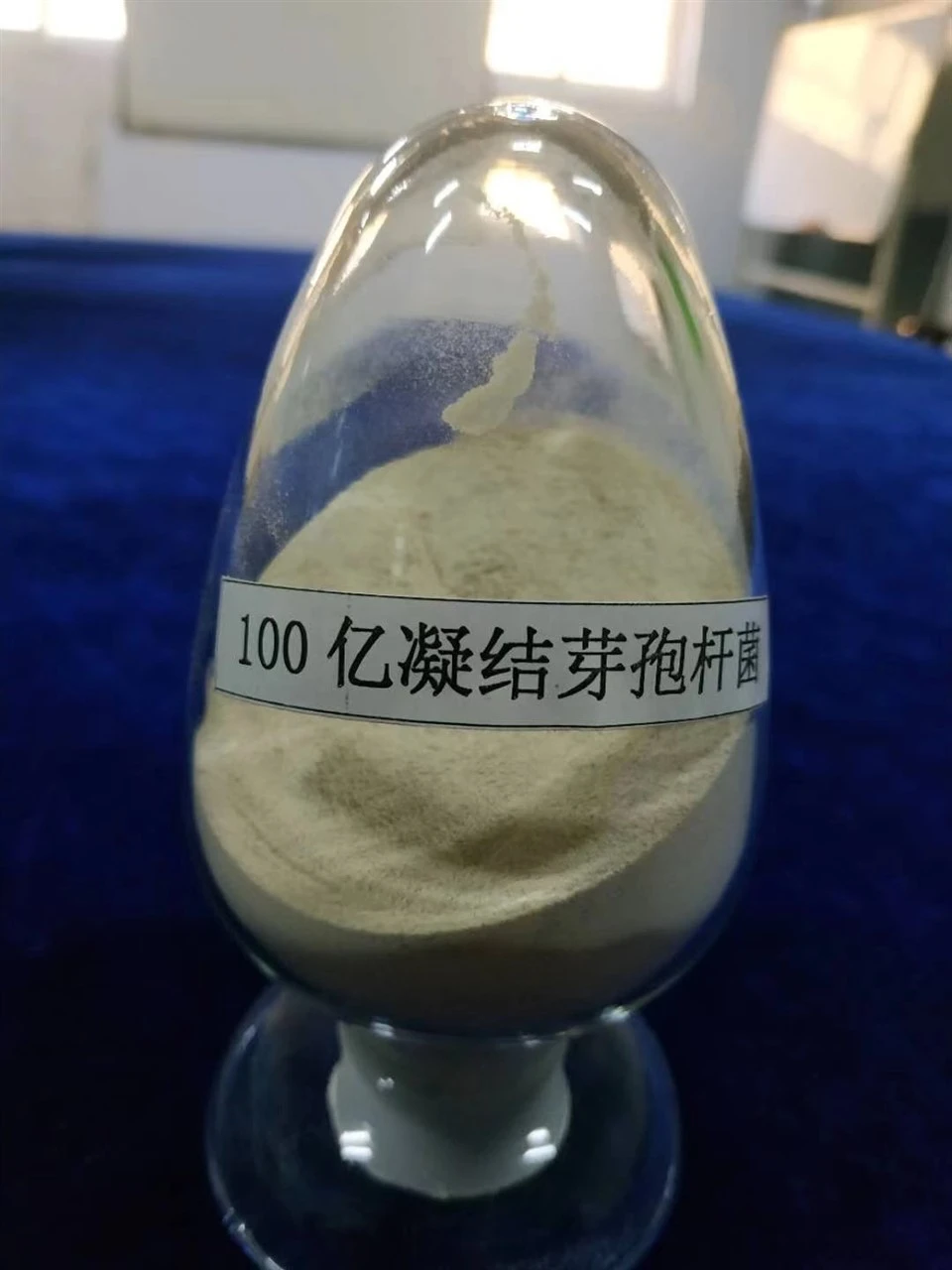 Excellent Probiotic Feed Additive Bacillus Coagulans10 Billion With Best Price