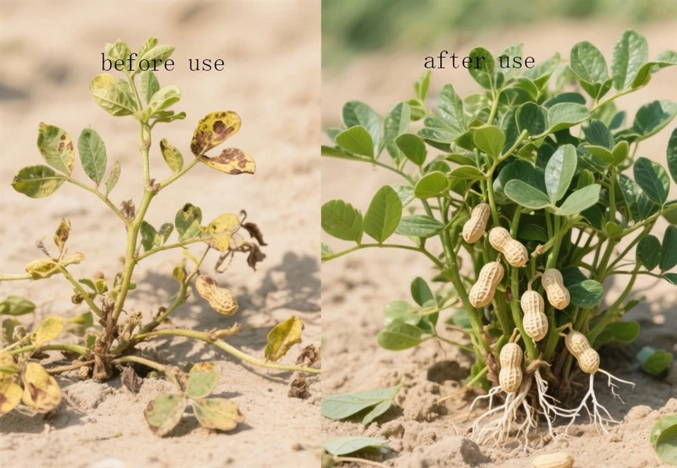 Provide Efficient Nutrition Plant-sourced Amino Acids CAS No.65072-01-7 For Soybean And Peanut. best